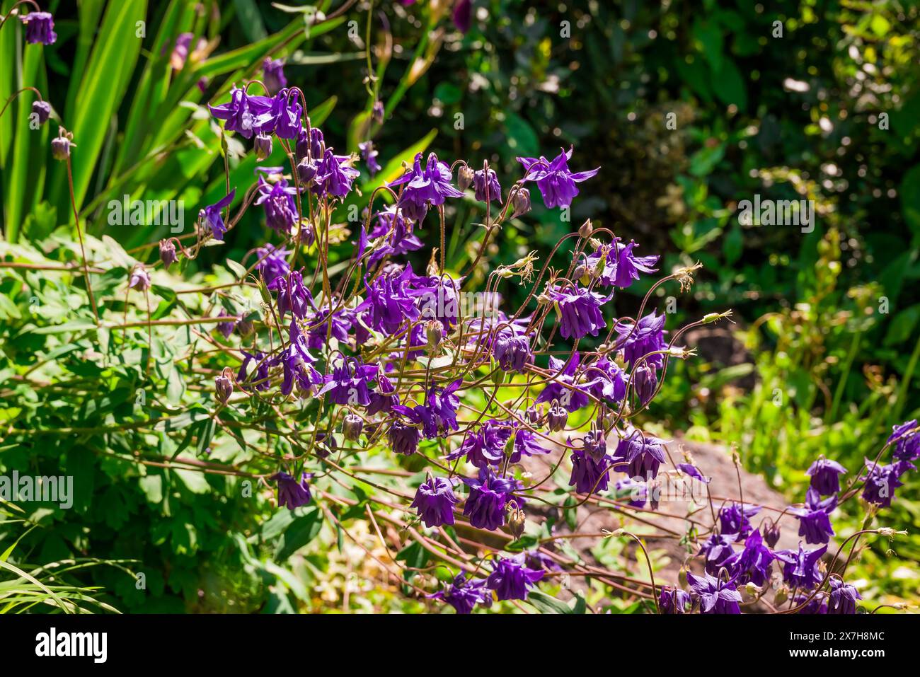 beautiful spring flowers in English garden Stock Photo - Alamy
