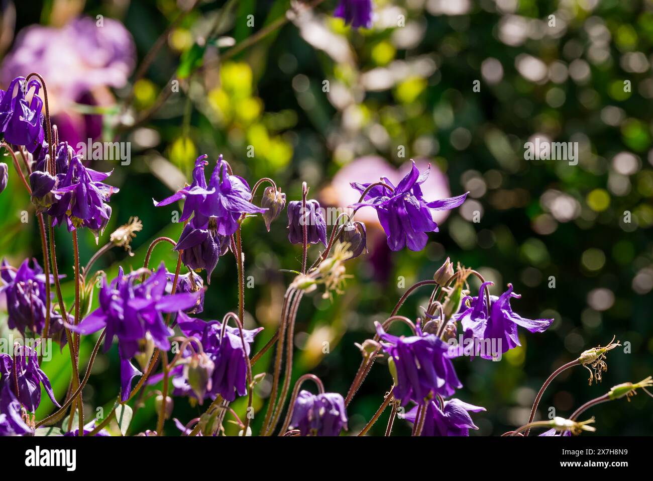beautiful spring flowers in English garden Stock Photo - Alamy