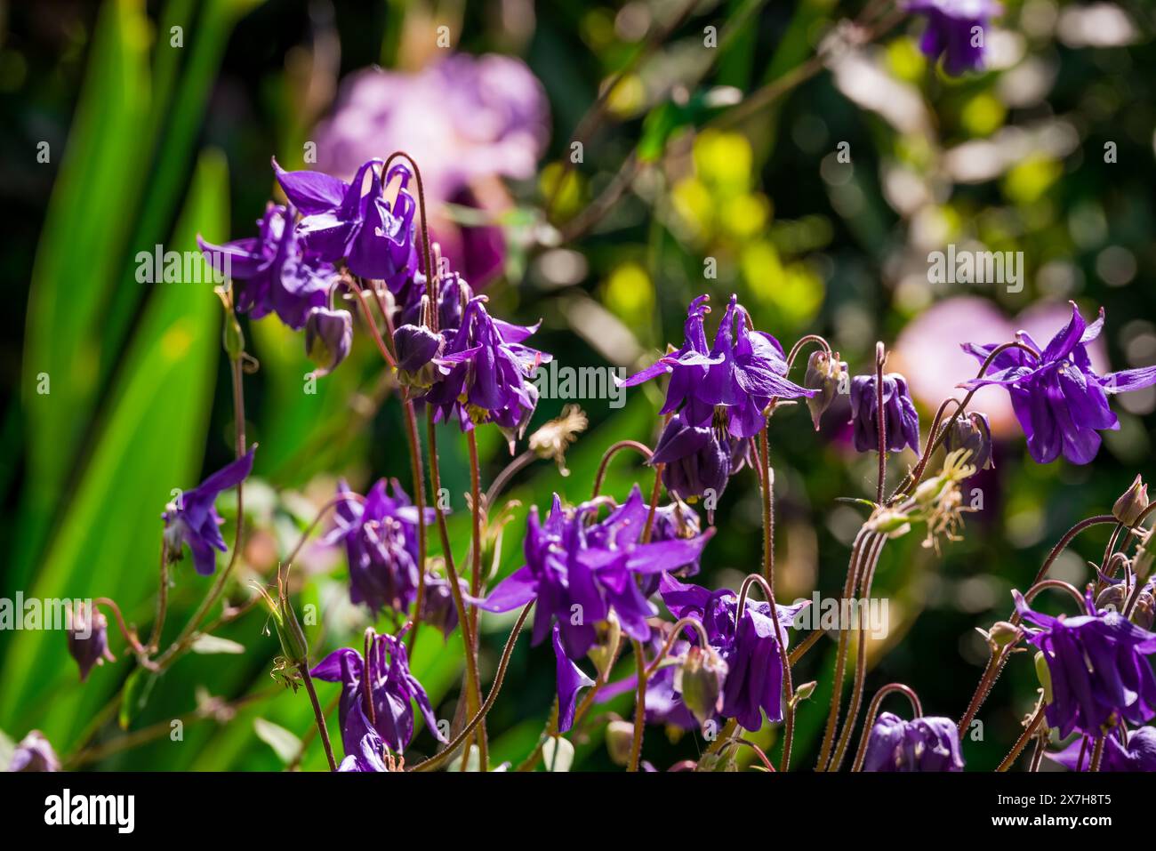 beautiful spring flowers in English garden Stock Photo - Alamy