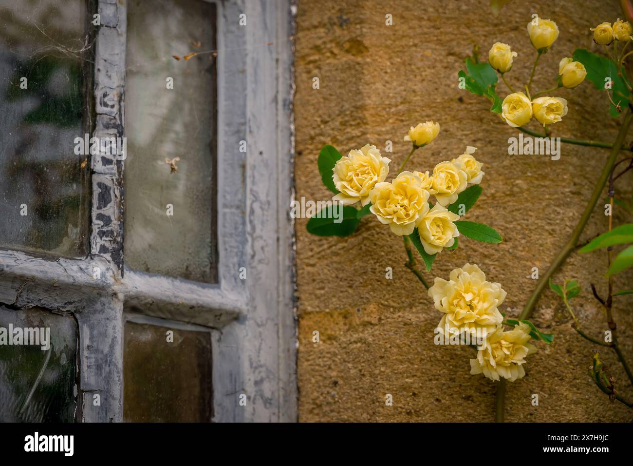 beautiful spring flowers in English garden Stock Photo - Alamy