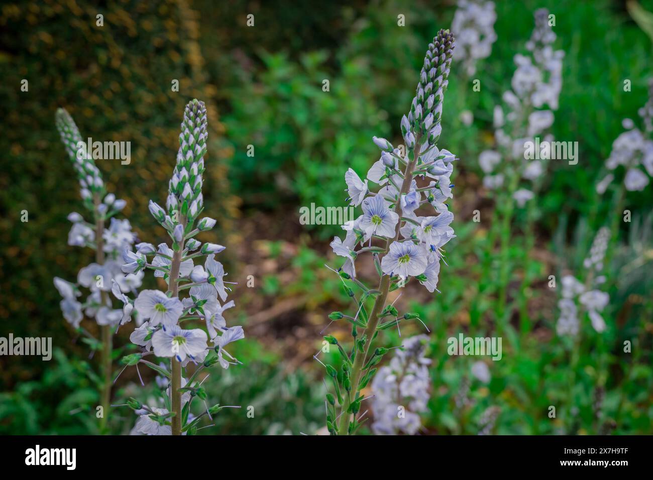 beautiful spring flowers in English garden Stock Photo - Alamy