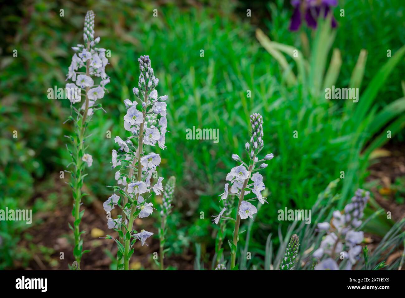 beautiful spring flowers in English garden Stock Photo - Alamy