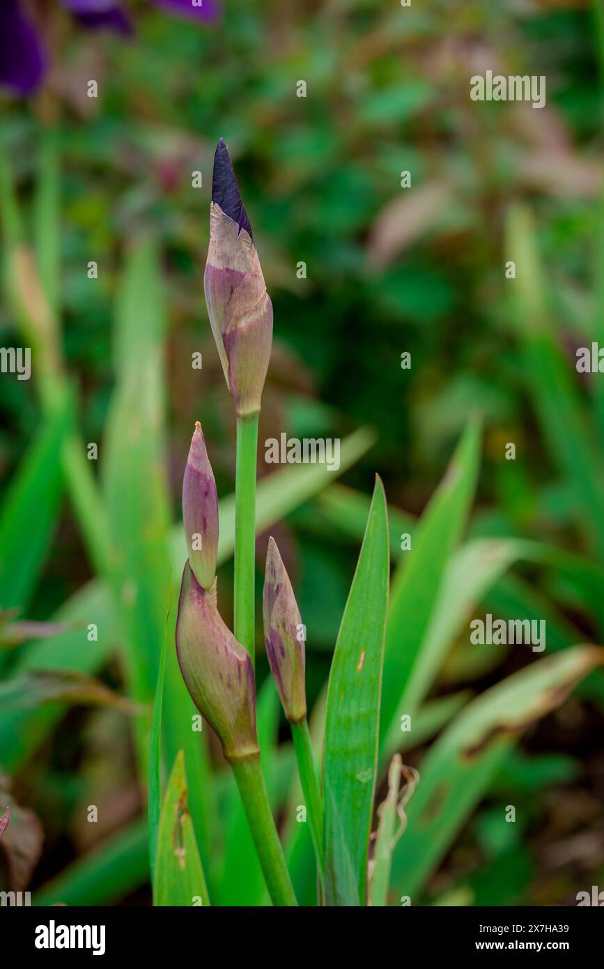 beautiful spring flowers in English garden Stock Photo - Alamy