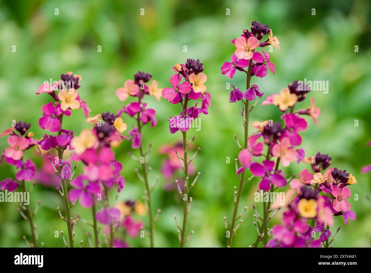 beautiful spring flowers in English garden Stock Photo - Alamy