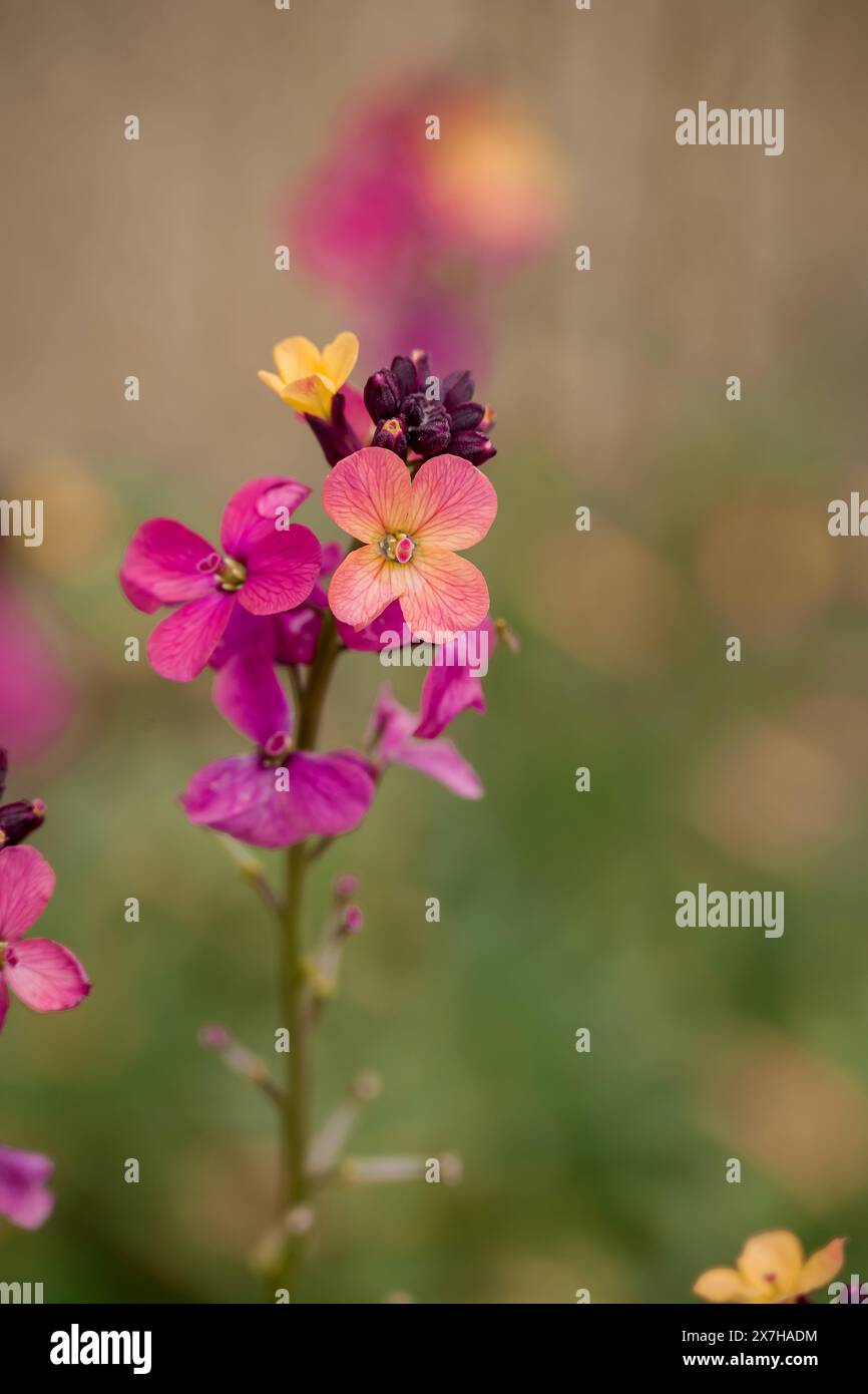 beautiful spring flowers in English garden Stock Photo - Alamy