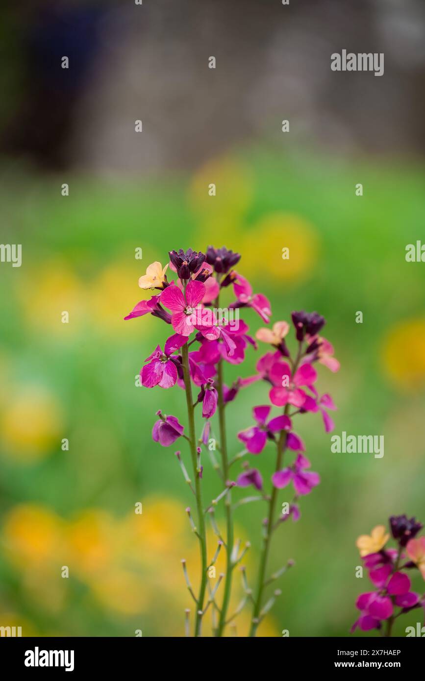 beautiful spring flowers in English garden Stock Photo - Alamy