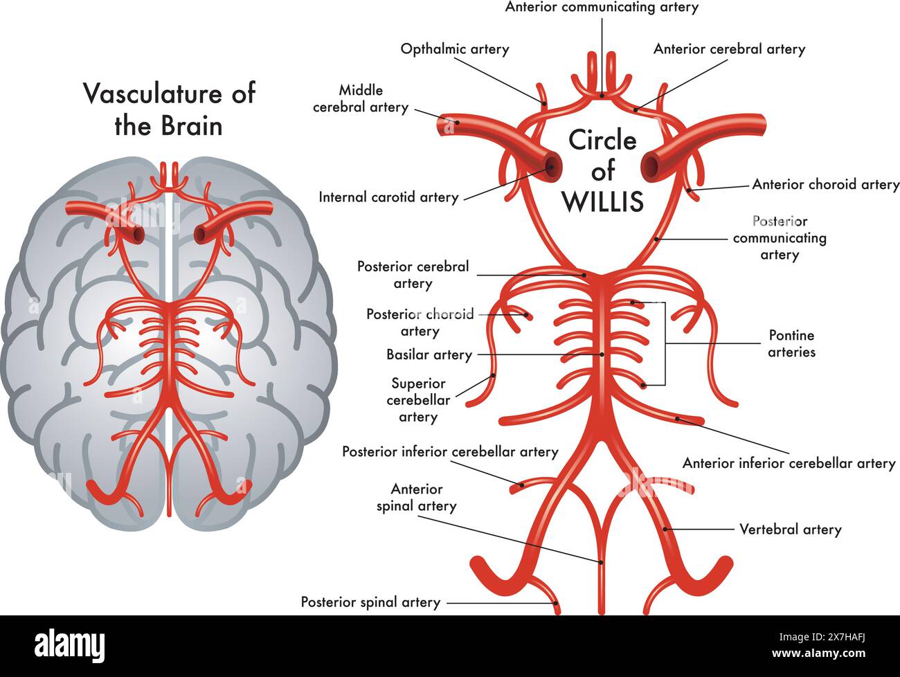Schematic medical illustration of Circle of Willis, a part of the vasculature of the brain, with annotations. Stock Vector