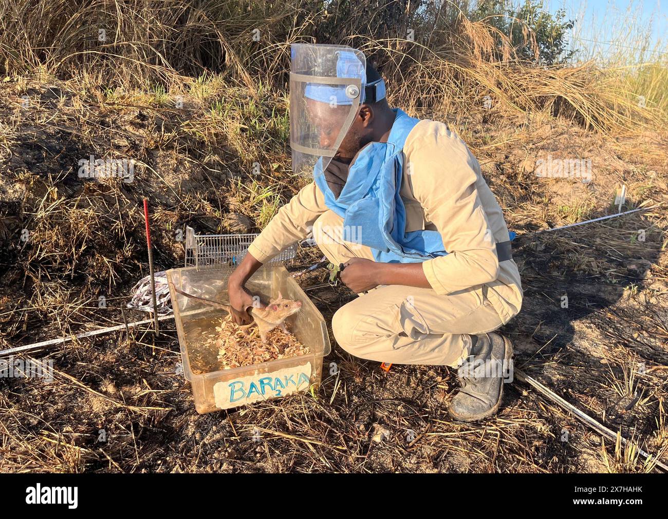 Calulo, Angola. 03rd May, 2024. 'Rat handler' Raul Ilidio takes the rat Baraka out of its cage to use it on a minefield. The rodent is one of twelve giant hamster rats that sniff out landmines underground in Angola's Kwanza Sul province for the Belgian organization Apopo. They are called 'hero rats'. Credit: Kristin Palitza/dpa/Alamy Live News Stock Photo