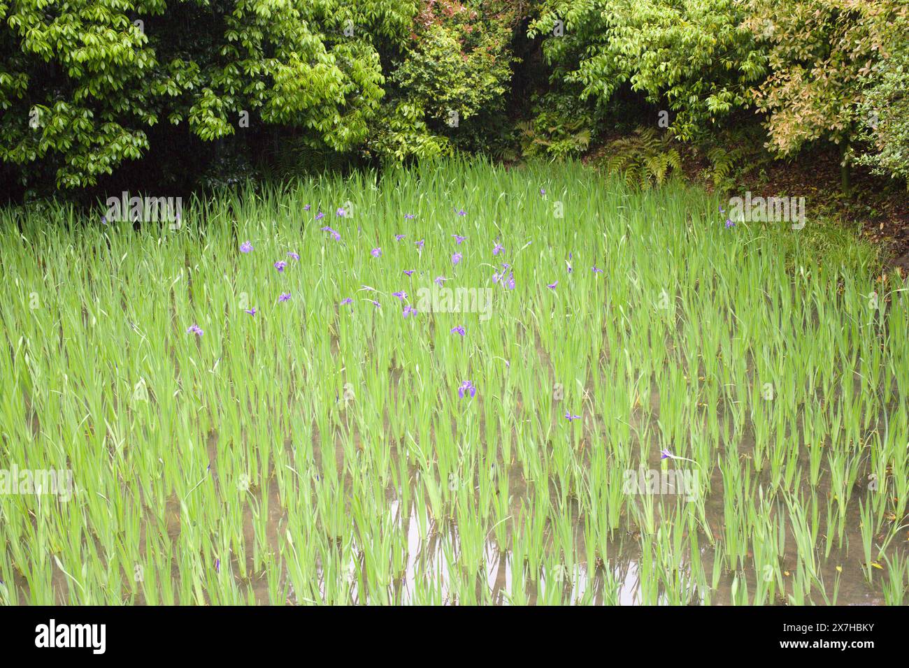 Small rice hi-res stock photography and images - Alamy