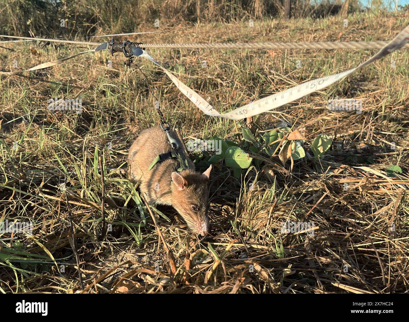 Calulo, Angola. 03rd May, 2024. Rat Baraka, who has been fitted with a harness, sniffs for buried explosives in a minefield. The rodent is one of twelve giant hamster rats that sniff out landmines underground in Angola's Kwanza Sul province for the Belgian organization Apopo. They are called 'hero rats'. Credit: Kristin Palitza/dpa/Alamy Live News Stock Photo