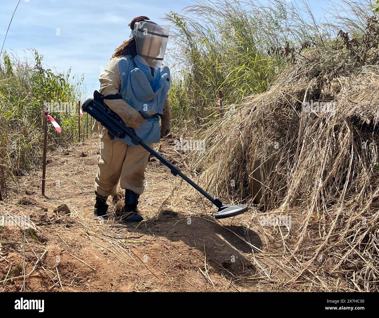 Calulo, Angola. 03rd May, 2024. A deminer from the Belgian organization Apopo searches a path for landmines. A giant hamster rat had previously sniffed for explosives buried underground. Credit: Kristin Palitza/dpa/Alamy Live News Stock Photo