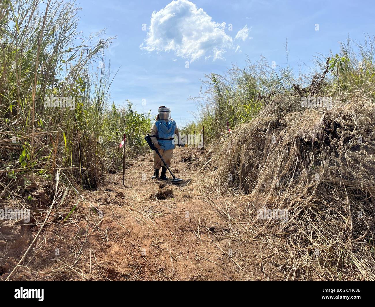 Calulo, Angola. 03rd May, 2024. A deminer from the Belgian organization Apopo searches a path for landmines. A giant hamster rat had previously sniffed for explosives buried underground. Credit: Kristin Palitza/dpa/Alamy Live News Stock Photo