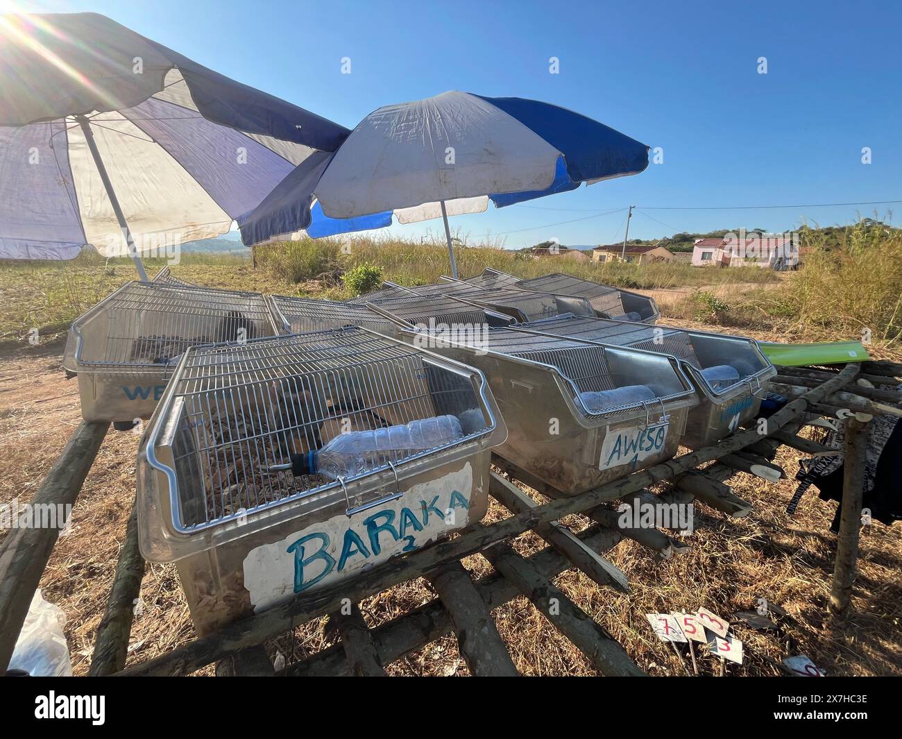 Calulo, Angola. 03rd May, 2024. In cages shielded from the sun, giant hamster rats from the Belgian organization Apopo wait for their turn to sniff out landmines underground in Angola's Kwanza Sul province. They are called 'hero rats'. Credit: Kristin Palitza/dpa/Alamy Live News Stock Photo
