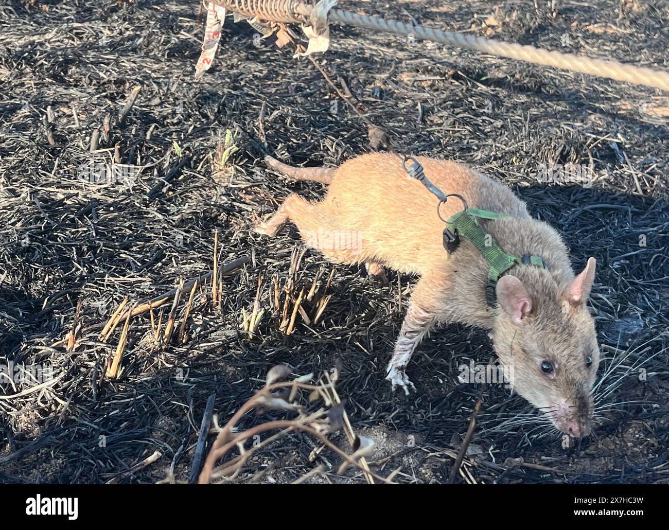 Calulo, Angola. 03rd May, 2024. Rat Baraka, who has been fitted with a ...