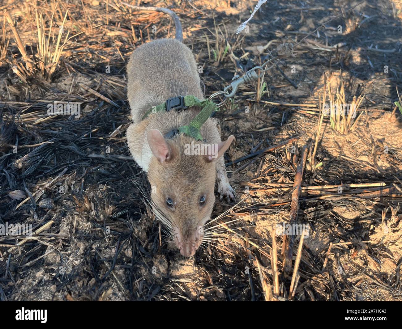 Calulo, Angola. 03rd May, 2024. Rat Baraka, who has been fitted with a harness, sniffs for buried explosives in a minefield. The rodent is one of twelve giant hamster rats that sniff out landmines underground in Angola's Kwanza Sul province for the Belgian organization Apopo. They are called 'hero rats'. Credit: Kristin Palitza/dpa/Alamy Live News Stock Photo