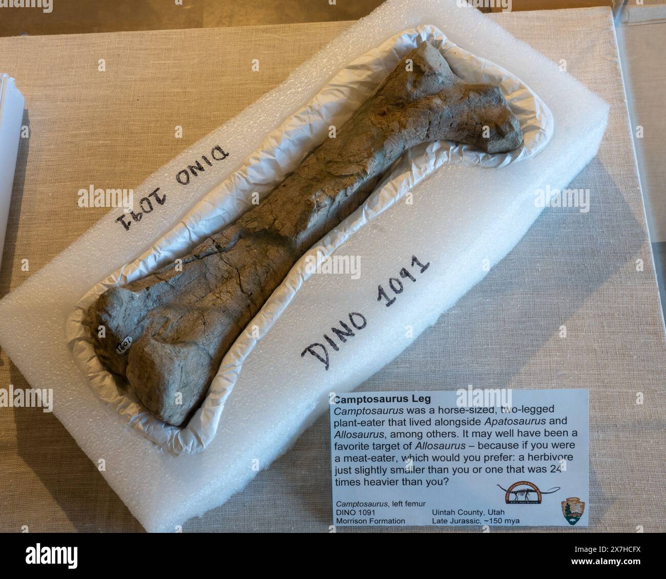 A fossilized leg bone from a Camptosaurus in the Utah Field House of