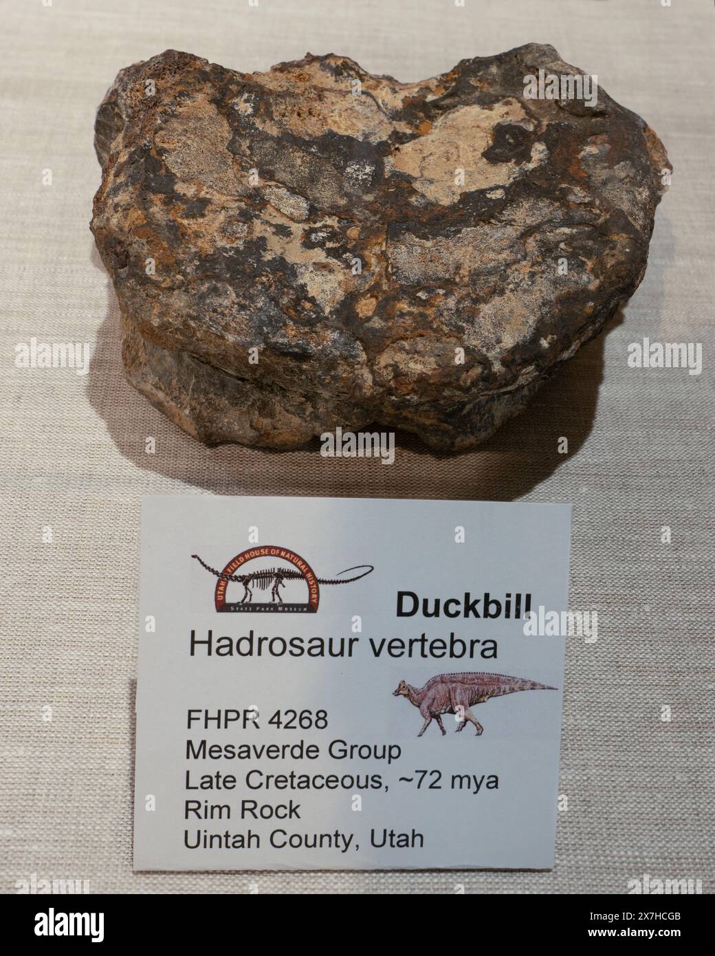 Fossilized hadrosar or duckbill dinosaur vertebra in the Utah Field