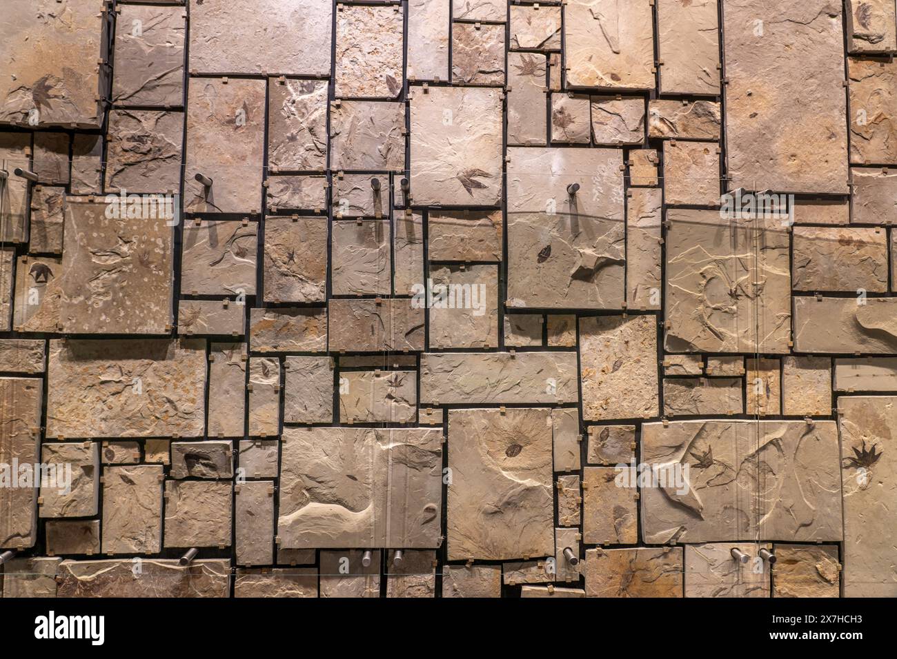 Decorative wall of leaf fossils in the Utah Field House of Natural