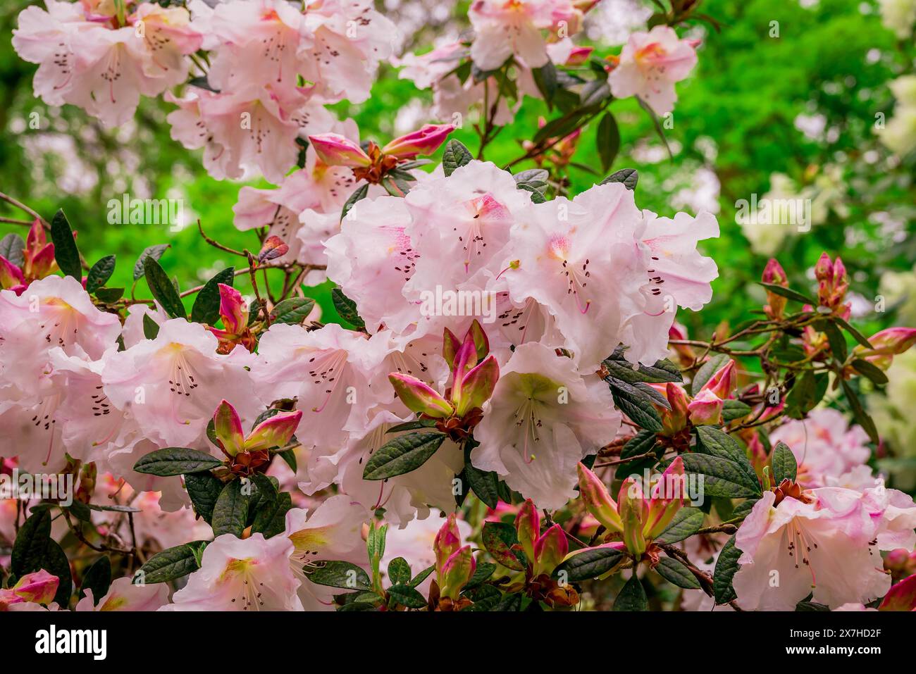 beautiful spring flowers in English garden Stock Photo - Alamy