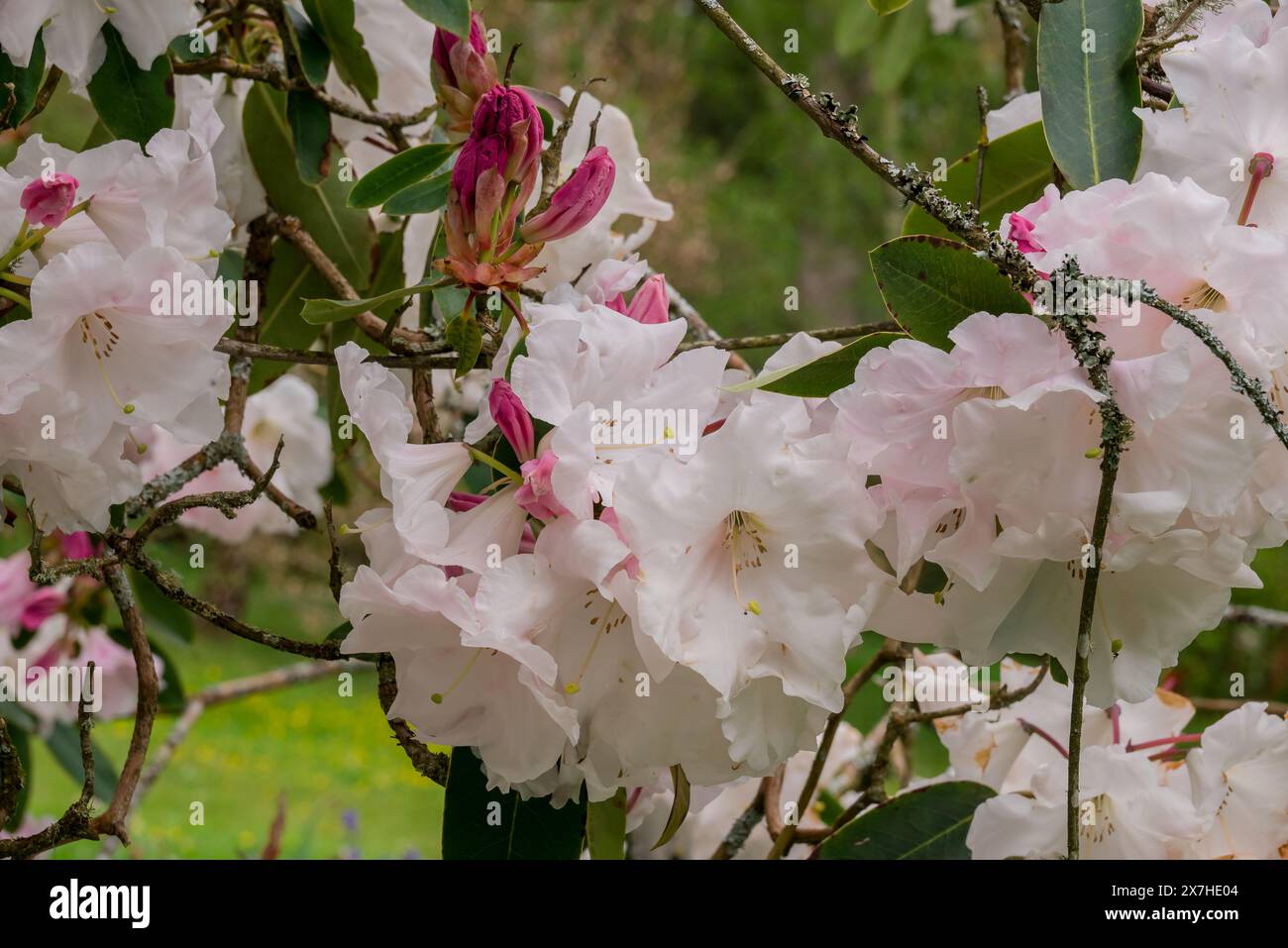 beautiful spring flowers in English garden Stock Photo - Alamy