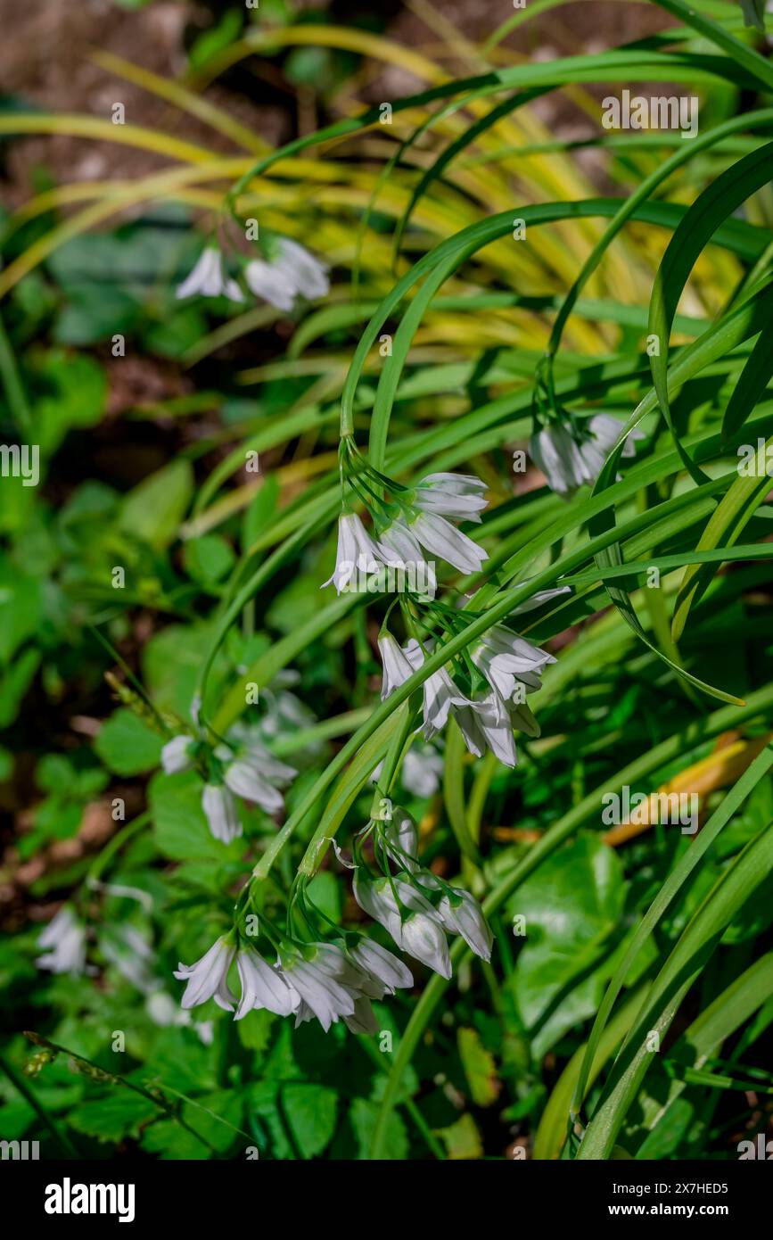 beautiful spring flowers in English garden Stock Photo - Alamy