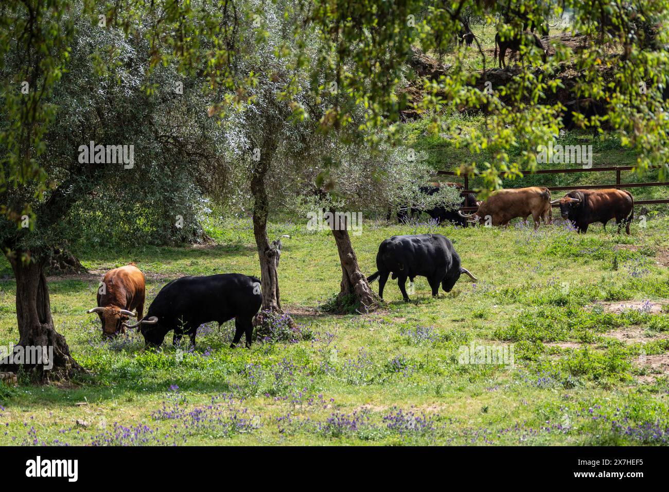 fighting bulls grazing, Aracena Circular Trail - Monte San Miguel - Aracena - PR-A 49, Cortijo Monte San Miguel, El Parralejo livestock farm, Huelva, Stock Photo