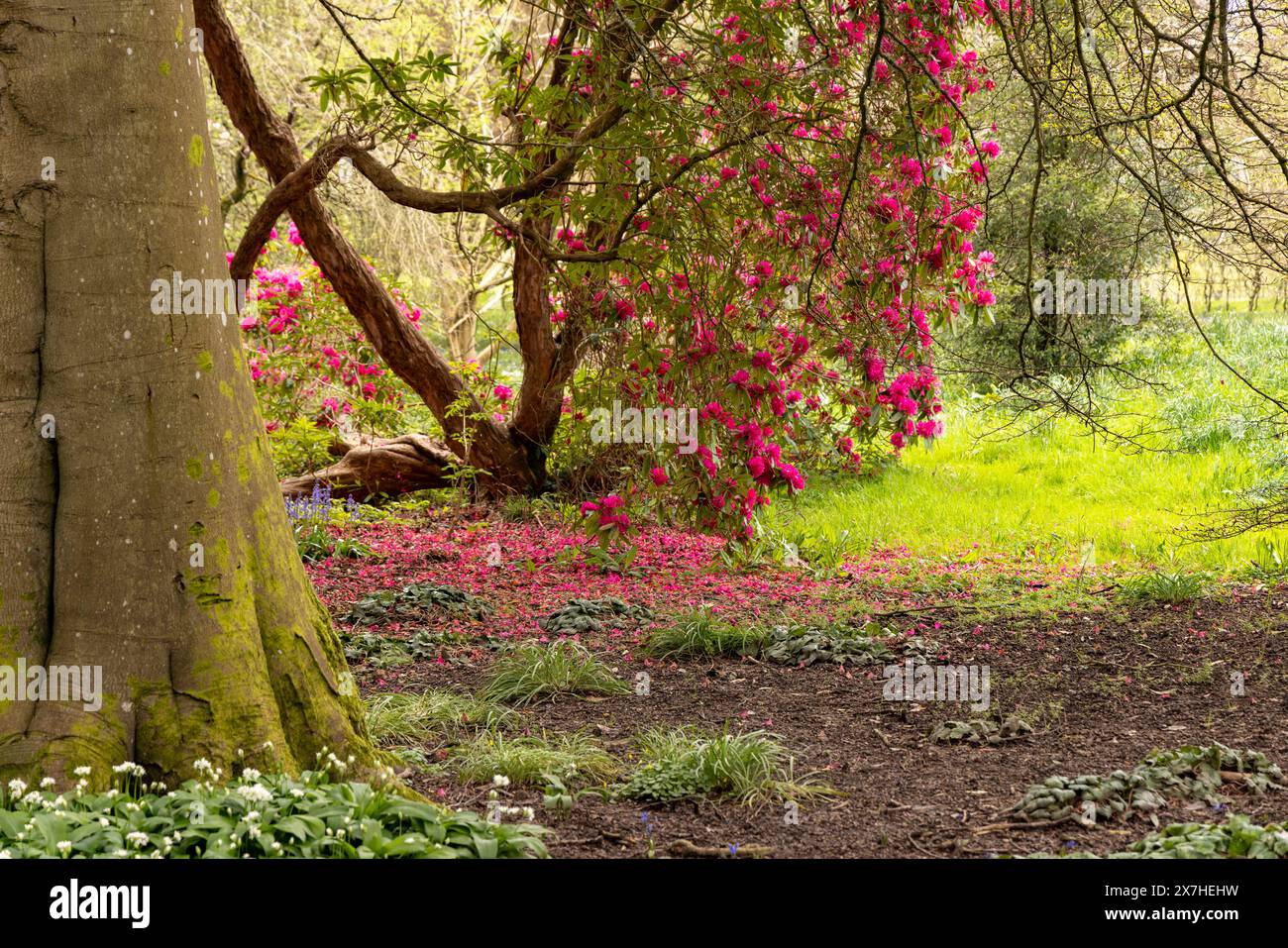 Red Rhododendron England A carpet of red petals of rhododendrons in the formal gardens of Holker ...