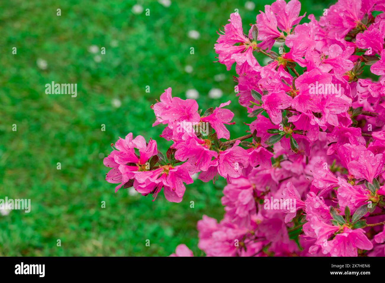 beautiful spring flowers in English garden Stock Photo - Alamy