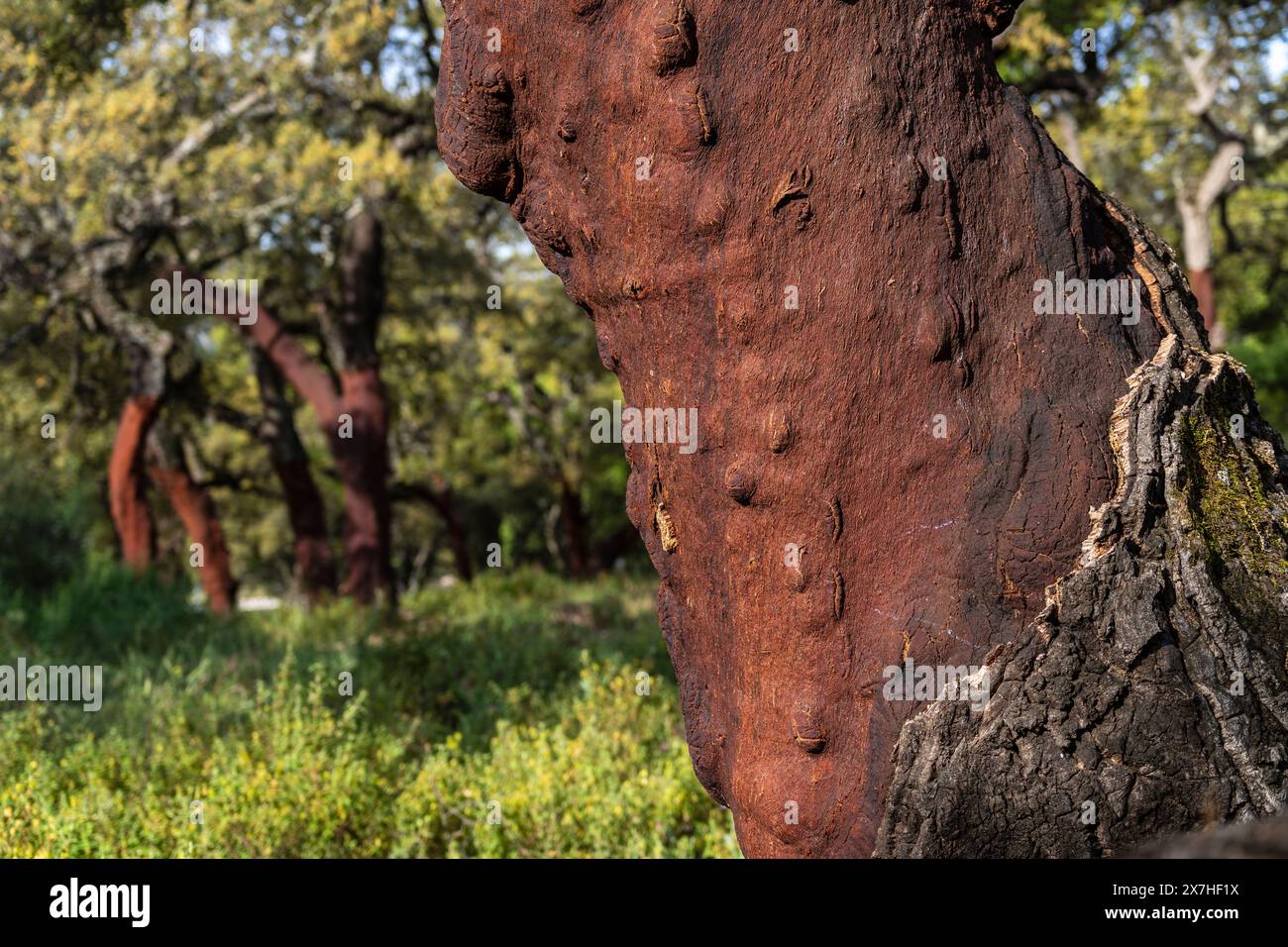 cork oaks with the harvested cork (Quercus suber), Alájar, Huelva, Andalusia, Spain Stock Photo