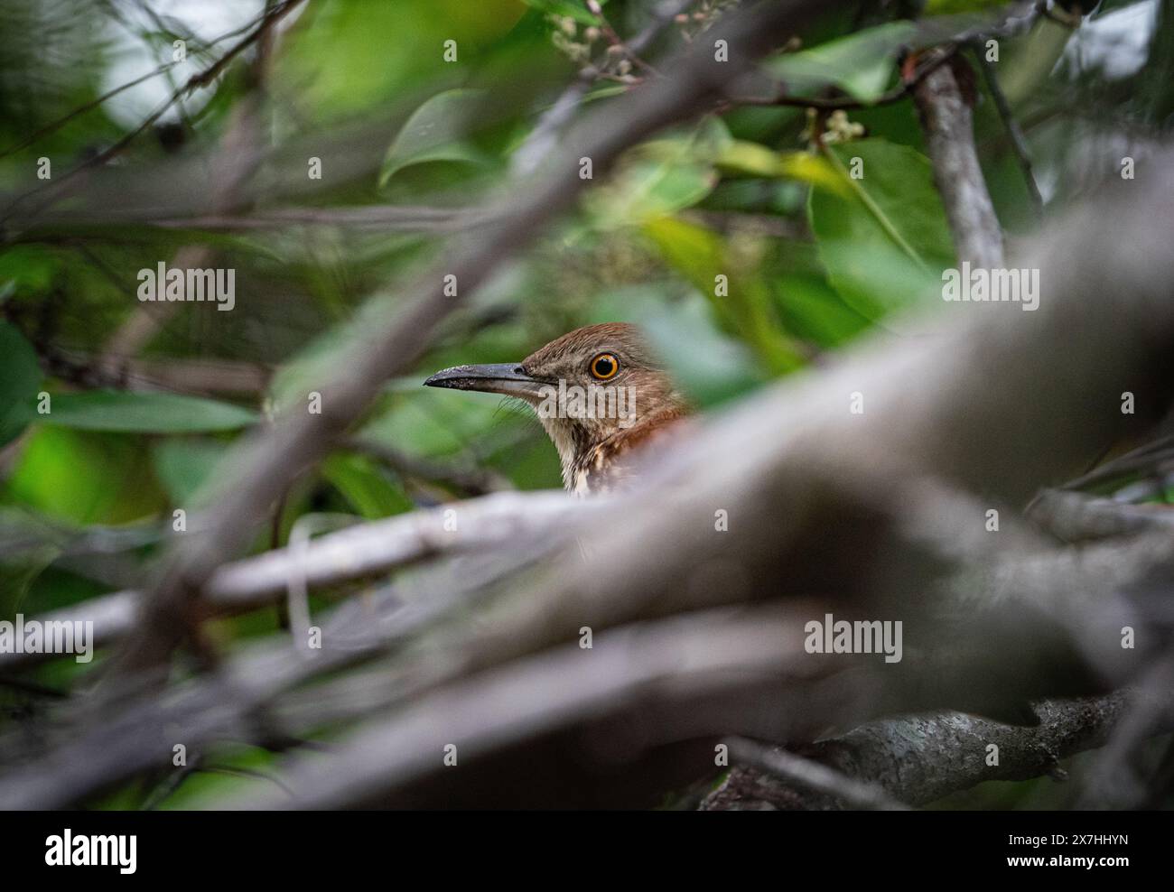 Brown bird head seen through a tree Stock Photo