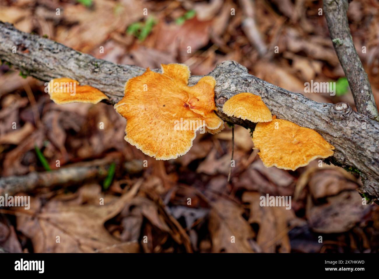 Several bright orange fungi growing from a tree branch above the ground of fallen leaves in a sunny area in the forest in springtime Stock Photo