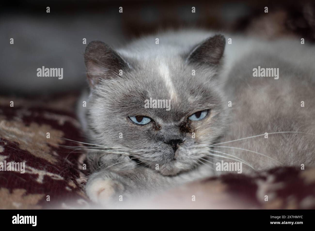 British purebred shorthair cat, portrait of a domestic british fluffy cat, close up Stock Photo
