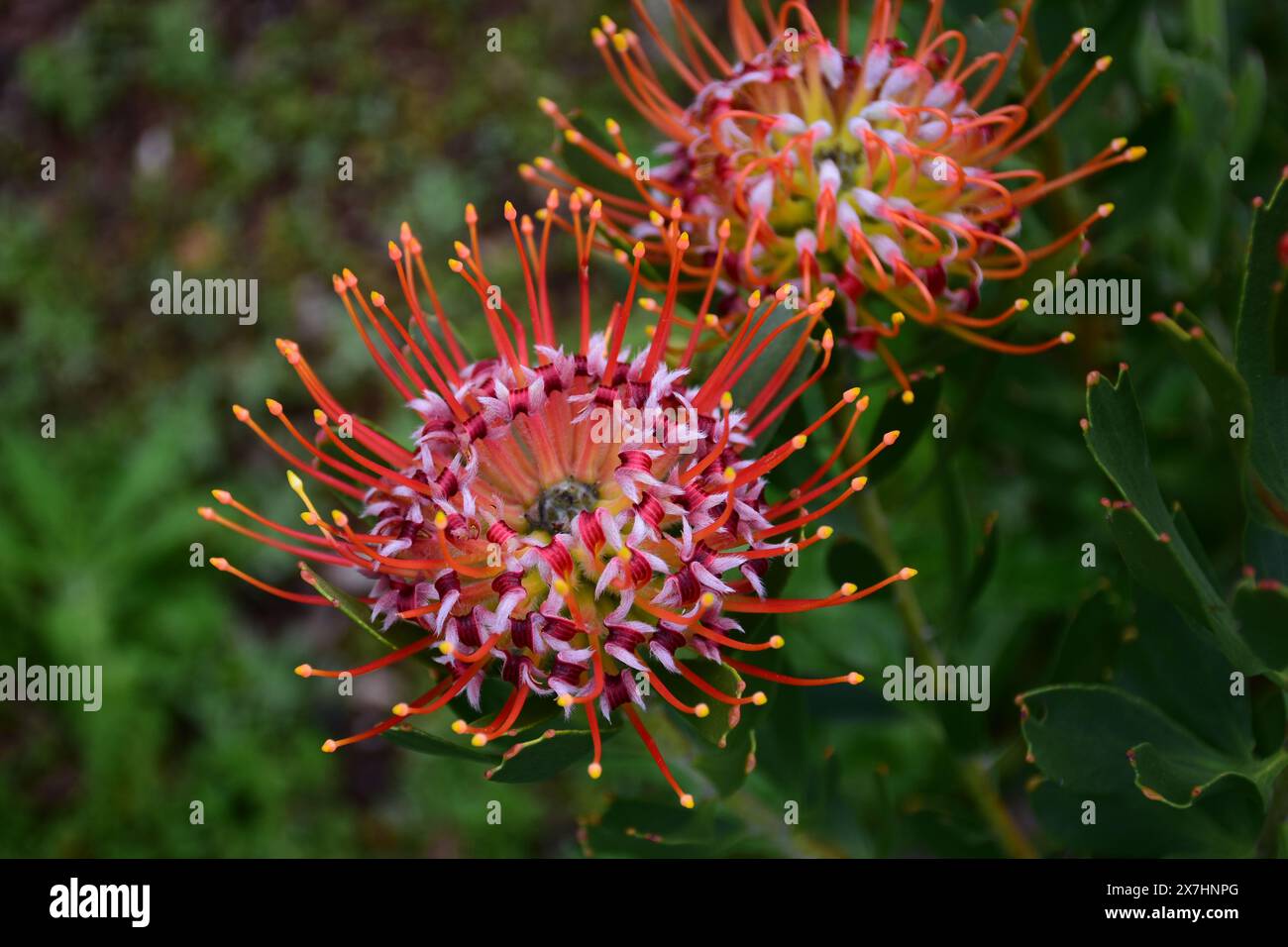 Pincushion Protea, Leucospermum, Kirstenbosch National Botanical Garden, Newlands, near Cape Town, South Africa Stock Photo