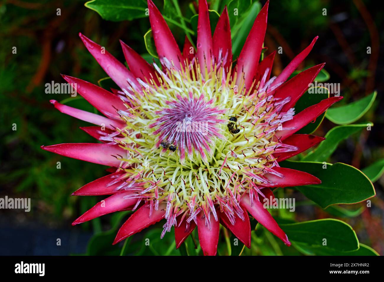 King Protea, Protea cynaroides, Kirstenbosch National Botanical Garden, Newlands, near Cape Town, South Africa Stock Photo
