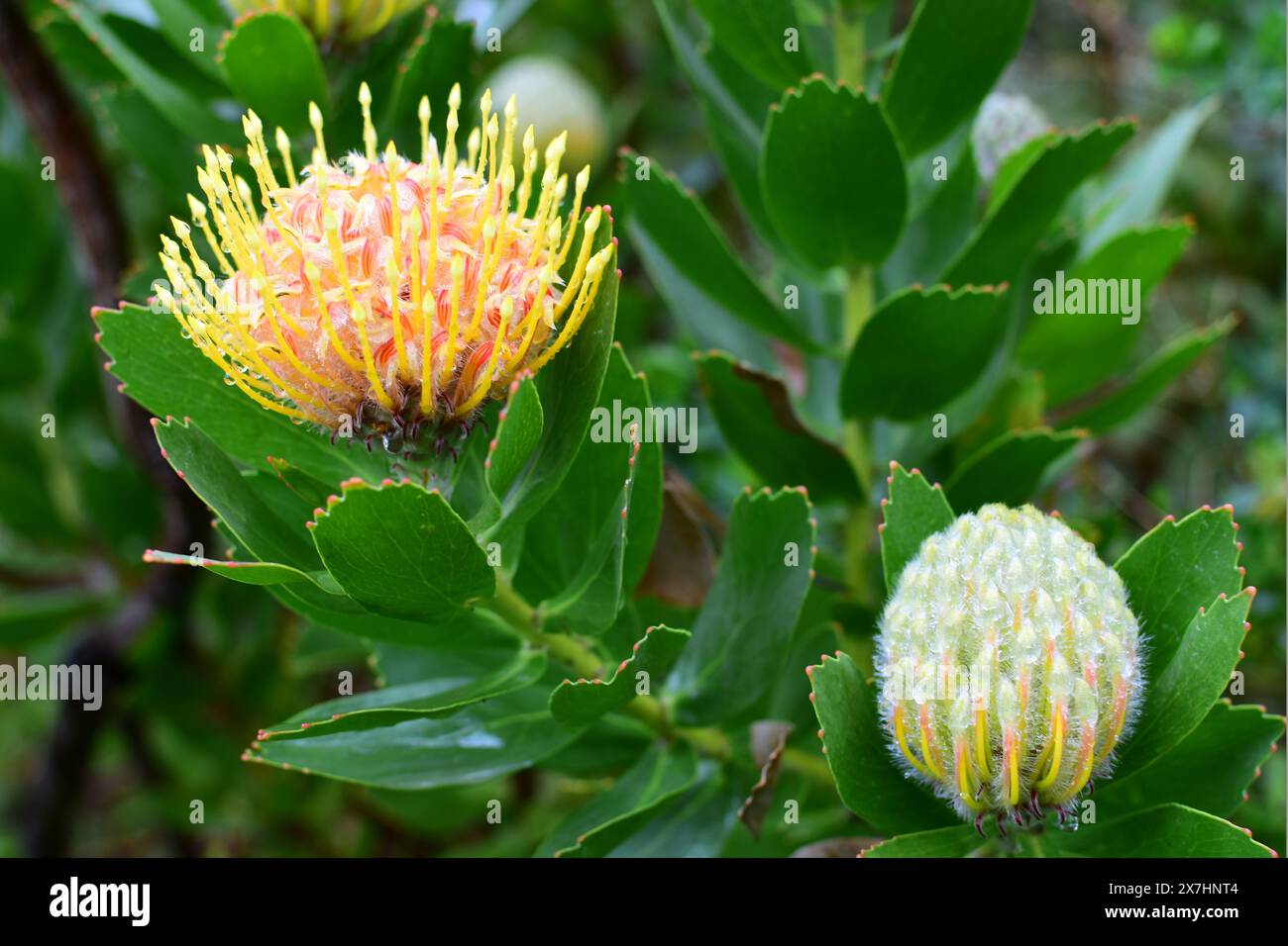 King Protea, Protea cynaroides, Kirstenbosch National Botanical Garden, Newlands, near Cape Town, South Africa Stock Photo