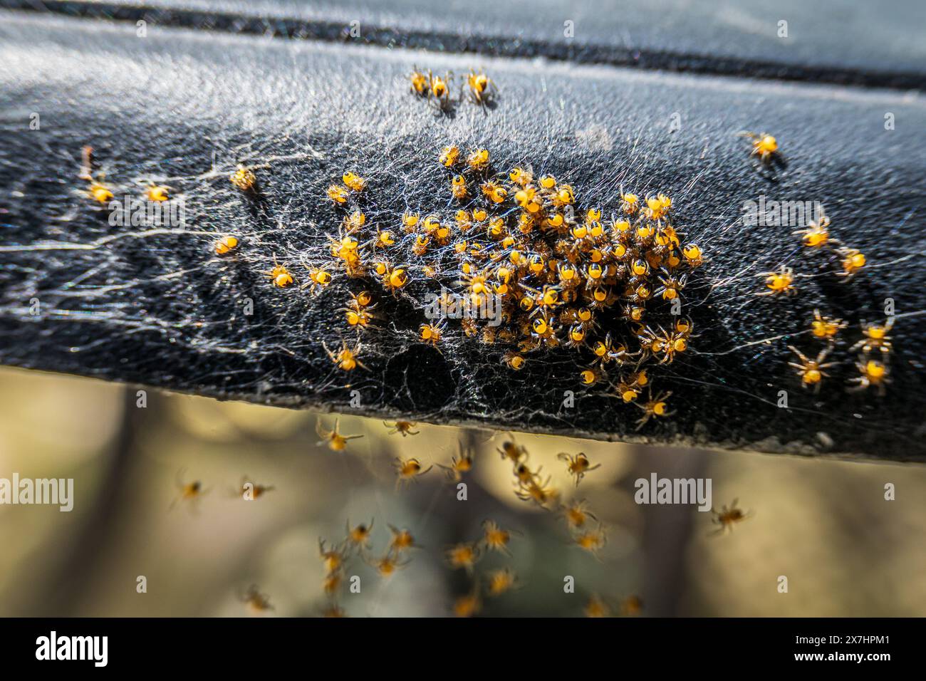 A nest of newborn European garden spiders clustered on the edge of a ...