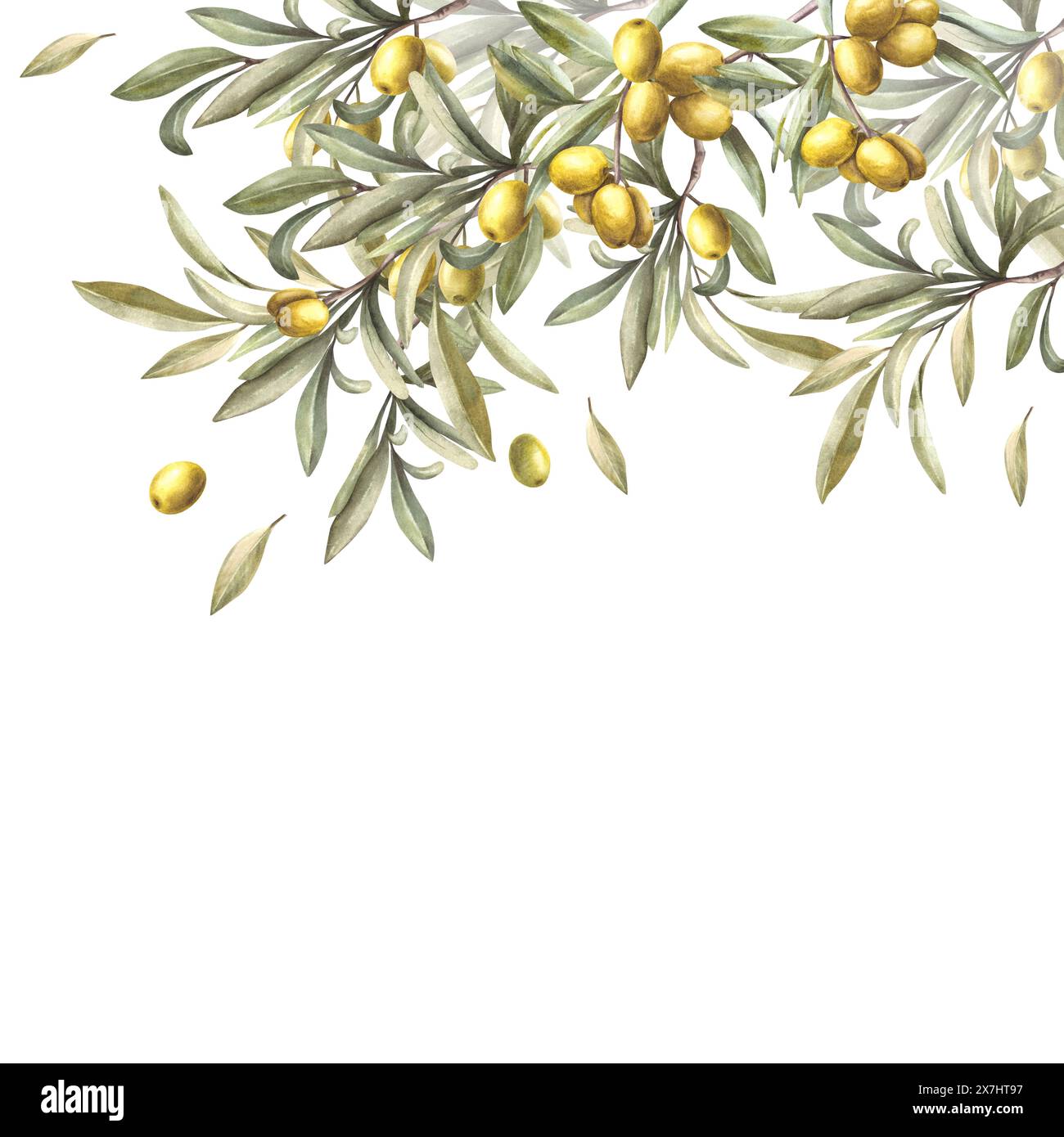 Olive tree branch with green leaves and ripe berries. Watercolor frame ...
