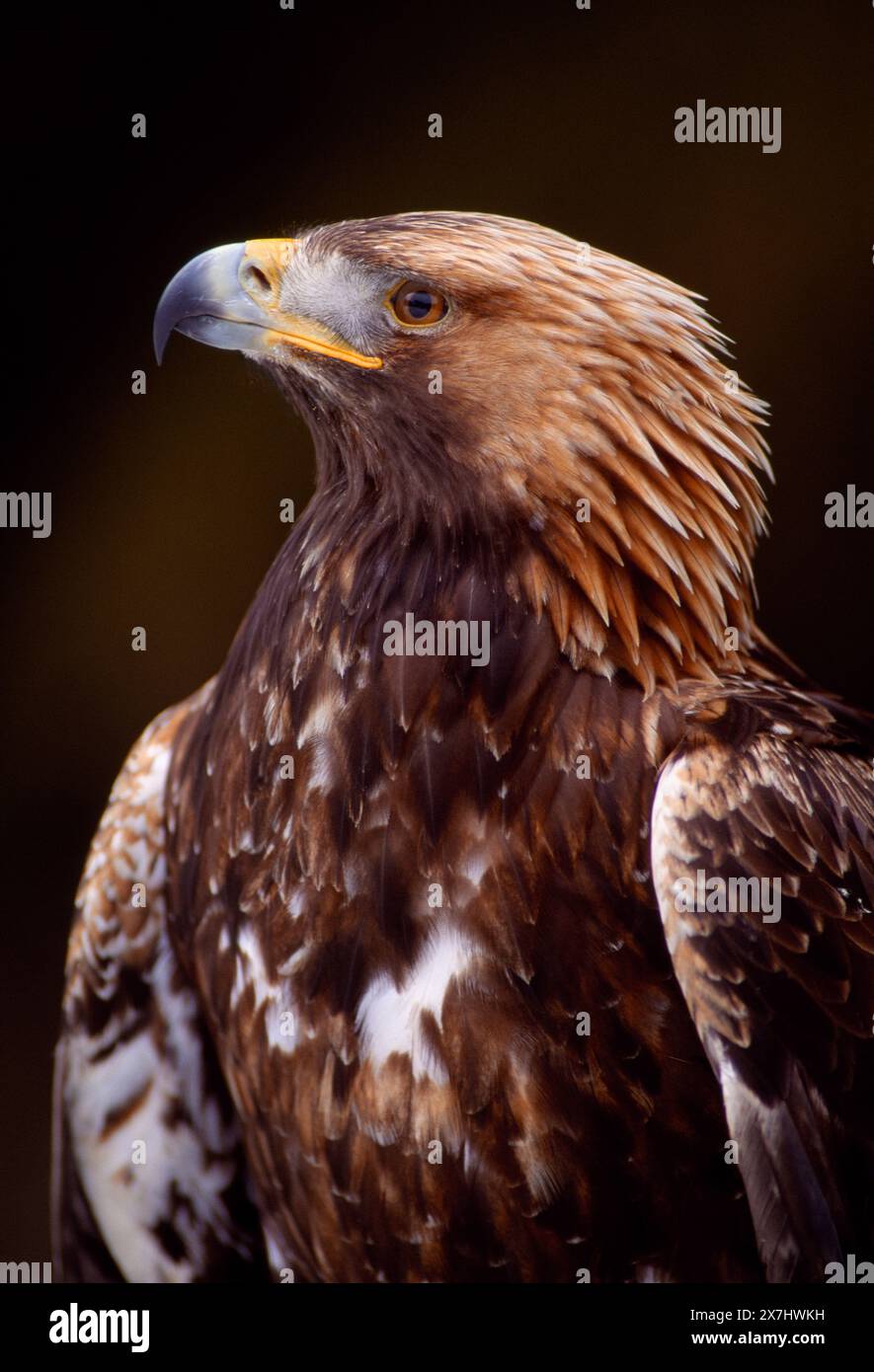 Golden Eagle (Aquila chrysaetos), close-up of falconer's bird ...