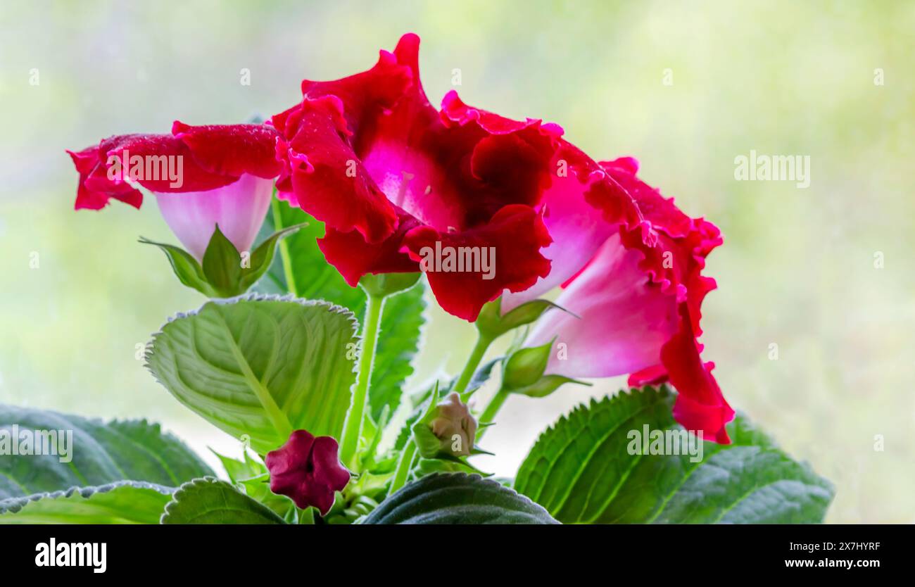 Gloxinia plant with red flowers with a beautiful light background Stock Photo