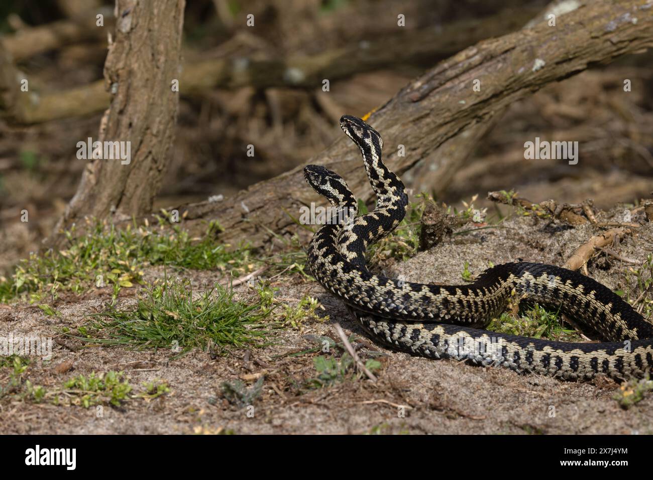Adders Rothbury Male adders dancing hi-res stock photography and images - Alamy