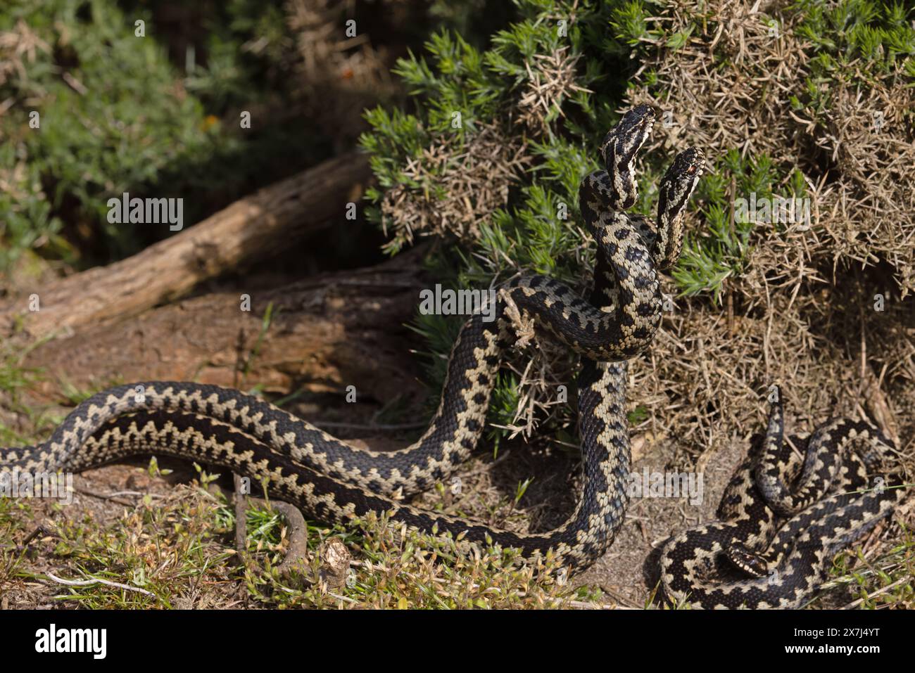 Adders Rothbury Male adders dancing hi-res stock photography and images - Alamy