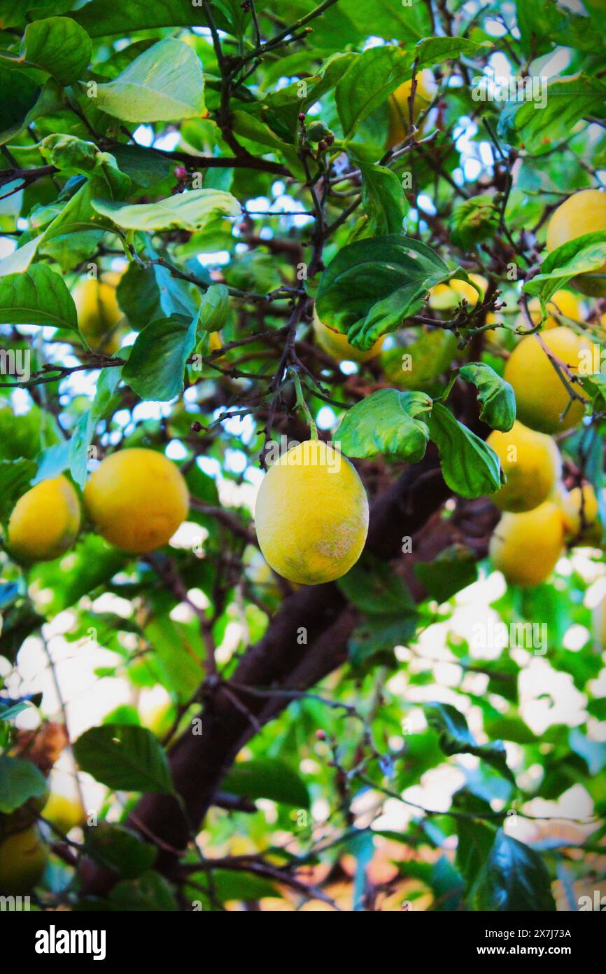 The fruits of lemon tree. Lemon is a species of small evergreen citrus tree in the flowering plant family Rutaceae. Stock Photo