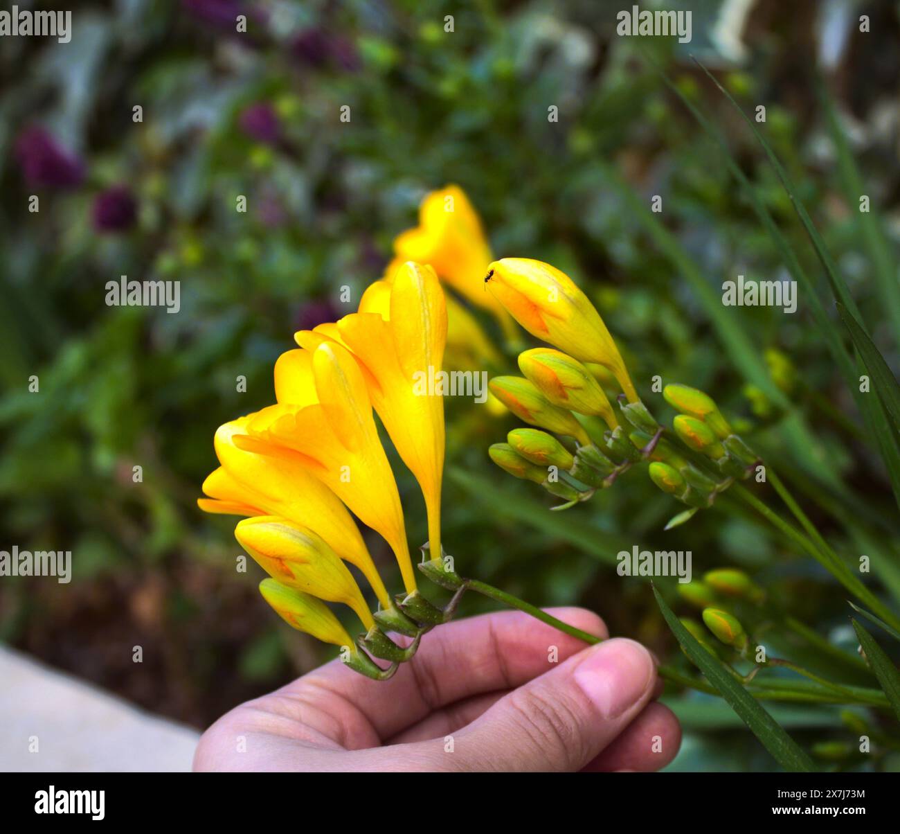 Yellow Freesia, Freesia refracta  (Iridaceae Family) is a genus of herbaceous perennial flowering plants. Stock Photo