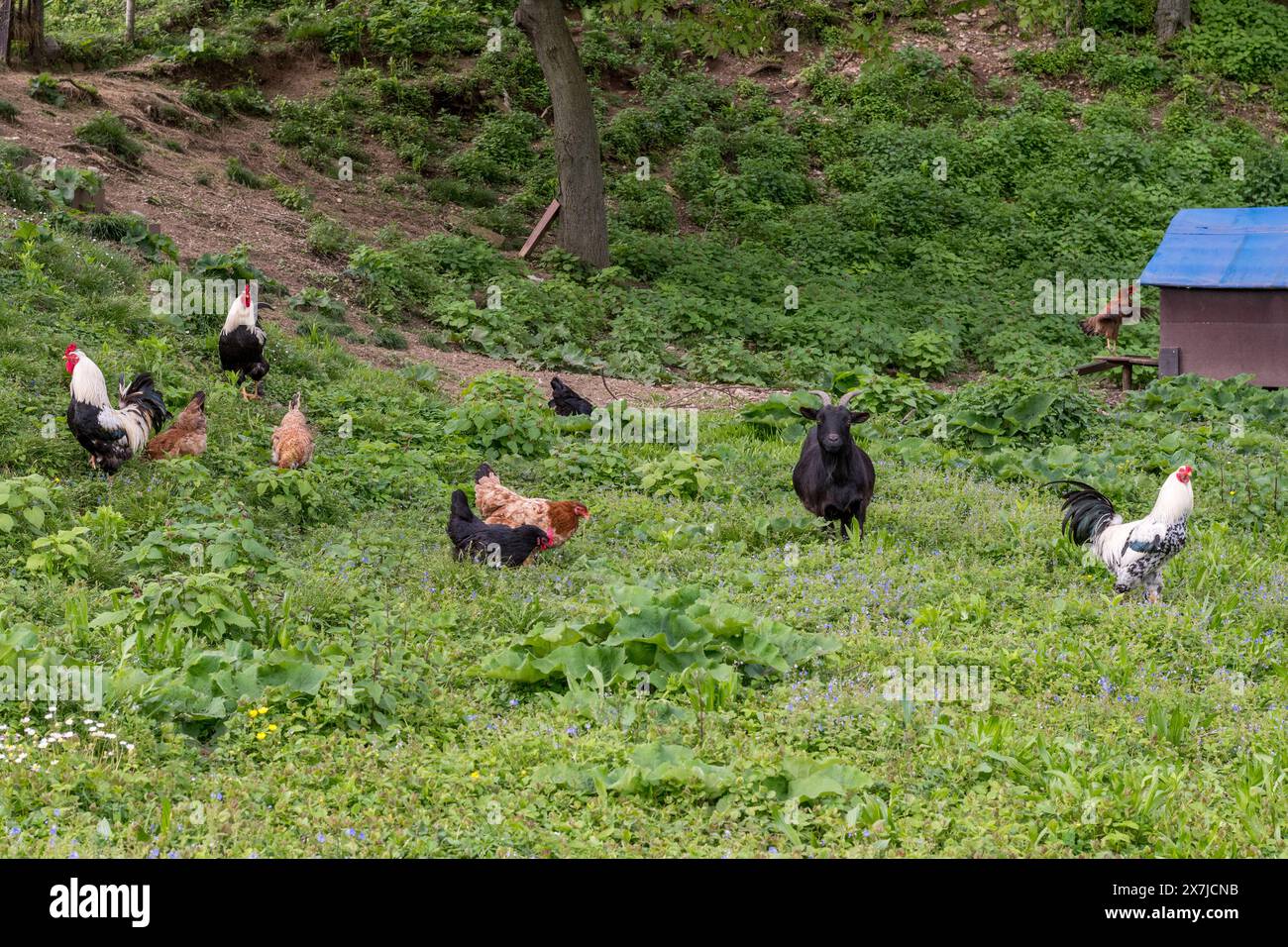 Free farm with chickens and a black goat on green meadow outdoors. Natural environment. Stock Photo