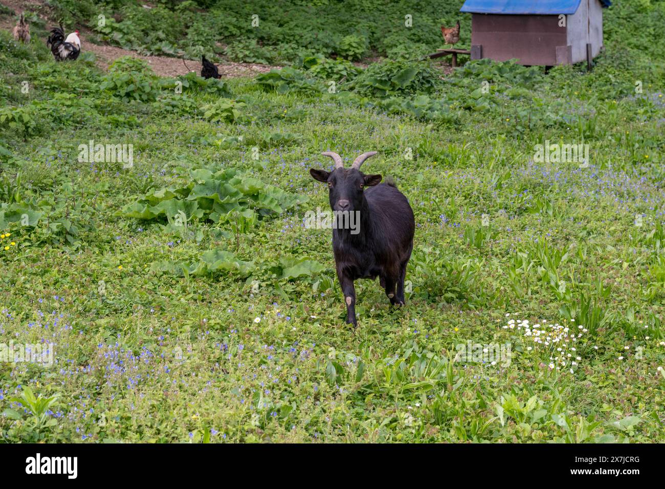 Cute black goat on green meadow. Natural environment. Little goat posing. Stock Photo