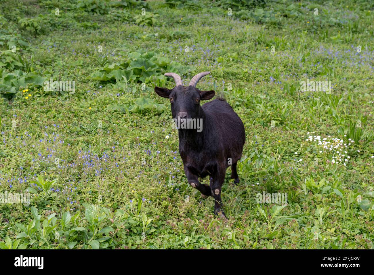Cute black goat on green meadow. Natural environment. Little goat posing. Stock Photo