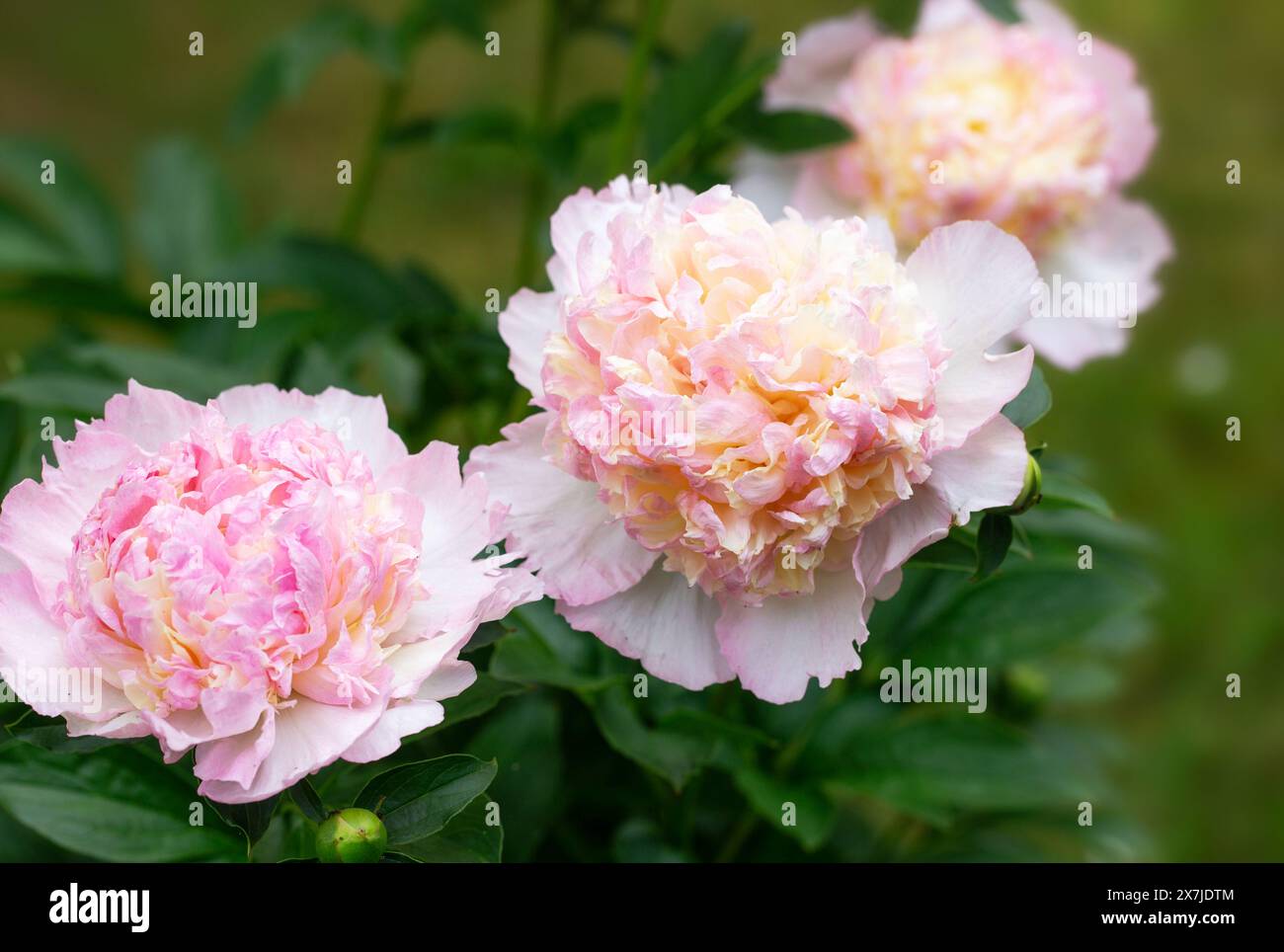Peony Raspberry Sundae in garden on sunny day. lat. Paeonia Lactiflora ...