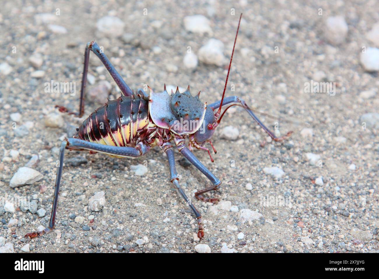 Gepanzerte Grille / Armoured cricket / Acanthoplus discoidalis Stock ...