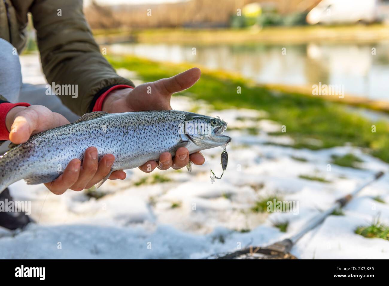 Rainbow trout caught on rotating spinner. Stock Photo