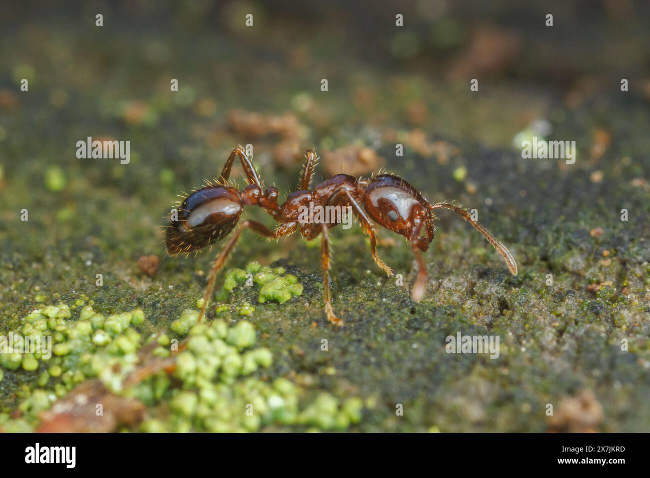 Red Imported Fire Ant (Solenopsis invicta Stock Photo - Alamy